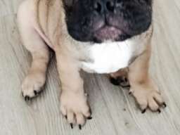 Francuski buldog
