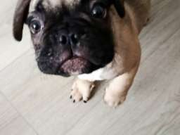 Francuski buldog