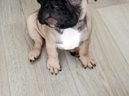 Francuski buldog