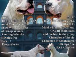 Legle dogo argentino štenaca 