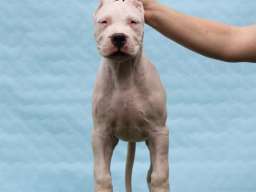 Leglo dogo argentino &scaron;tenaca 