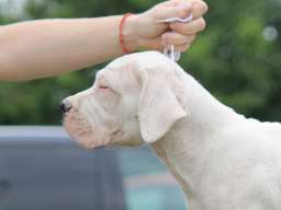 Leglo dogo argentino &scaron;tenaca 