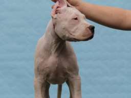 Leglo dogo argentino &scaron;tenaca 