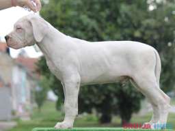 Leglo dogo argentino &scaron;tenaca 