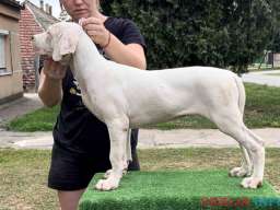 Leglo dogo argentino &scaron;tenaca 