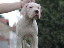 Leglo dogo argentino &scaron;tenaca 