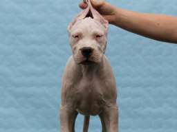 Leglo dogo argentino &scaron;tenaca 