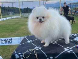 Pomeranci &scaron;tenci 
