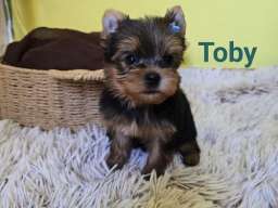 Mini jork&scaron;irski terijer