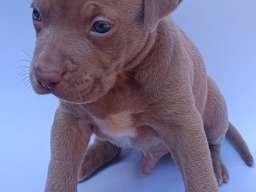 Pit bull &scaron;tenci