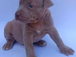 Pit bull &scaron;tenci