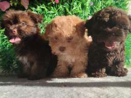 Bolonka Zwetna Puppies