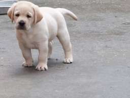 LABRADOR RETRIVER
