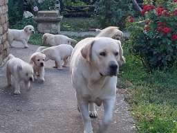 LABRADOR RETRIVER