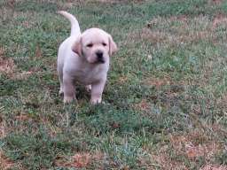 LABRADOR RETRIVER