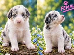 Border collie &scaron;tenci