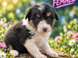 Border collie &scaron;tenci
