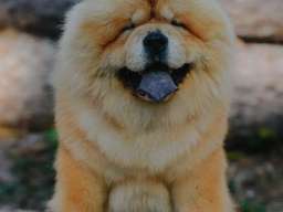Chow Chow - dostupan za parenje